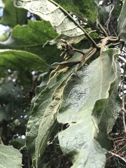 Solanum asperolanatum