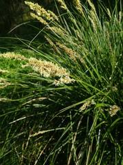Carex paniculata