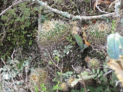 Echinofossulocactus lamellosus