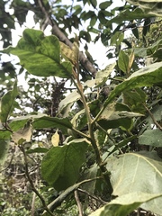 Solanum asperolanatum