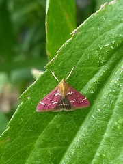 Pyrausta nexalis