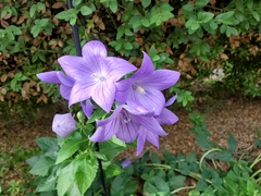 Platycodon
