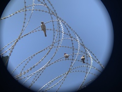 Haemorhous mexicanus