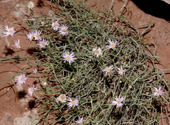 Erigeron utahensis