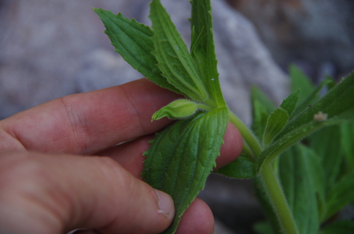Erythranthe cinnabarina (Erythranthe cinnabarina)