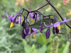 Solanum dulcamara
