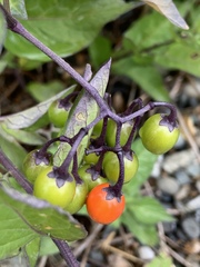 Solanum dulcamara
