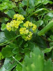 Chrysosplenium oppositifolium