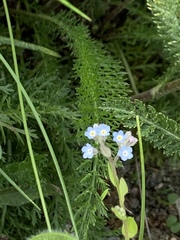 Myosotis ramosissima