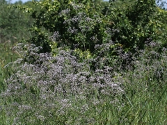 Gypsophila paniculata