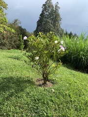 Brunfelsia australis