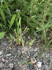 Myosotis ramosissima