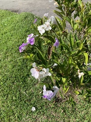 Brunfelsia australis