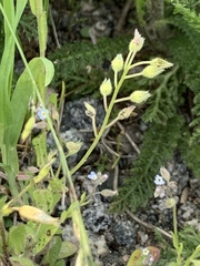 Myosotis ramosissima