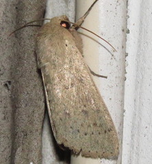 Leucania pseudargyria