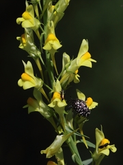 Linaria angustissima