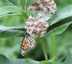 Danaus plexippus