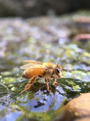 Apis mellifera