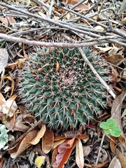 Mammillaria gigantea