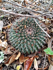 Mammillaria gigantea