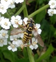 Spilomyia
