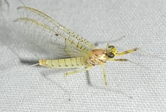 Stenacron interpunctatum interpunctatum