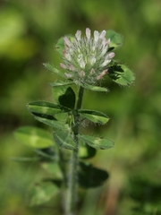 Trifolium diffusum