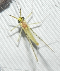 Stenacron interpunctatum interpunctatum