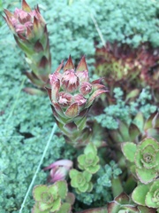 Sempervivum