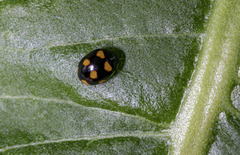 Brachiacantha ursina