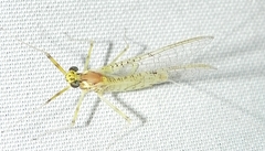 Stenacron interpunctatum interpunctatum