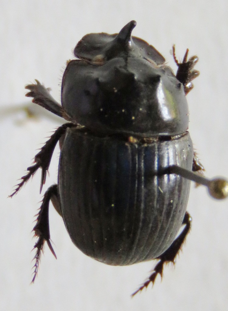 Ontherus sextuberculatus