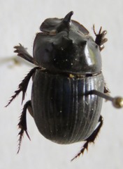 Ontherus sextuberculatus