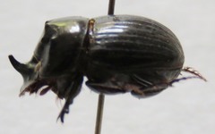 Ontherus sextuberculatus