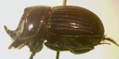 Ontherus sextuberculatus