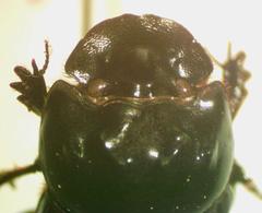 Ontherus sextuberculatus