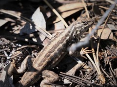 Sceloporus graciosus gracilis