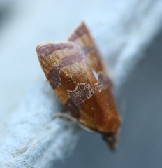 Cenopis diluticostana