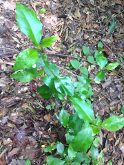 Ditrysinia fruticosa