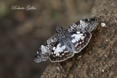 Chiomara asychis