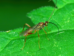 Euphorinae
