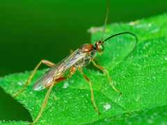 Euphorinae
