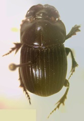 Copris lugubris
