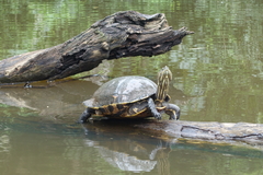 Trachemys venusta image