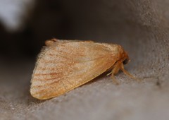 Tortricidia testacea