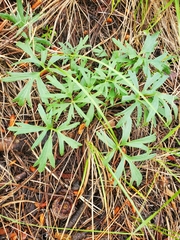 Delphinium carolinianum