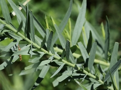 Linaria angustissima