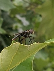 Trichopoda lanipes