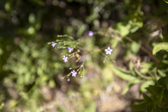 Saltugilia splendens