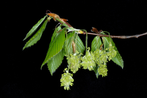 American beech